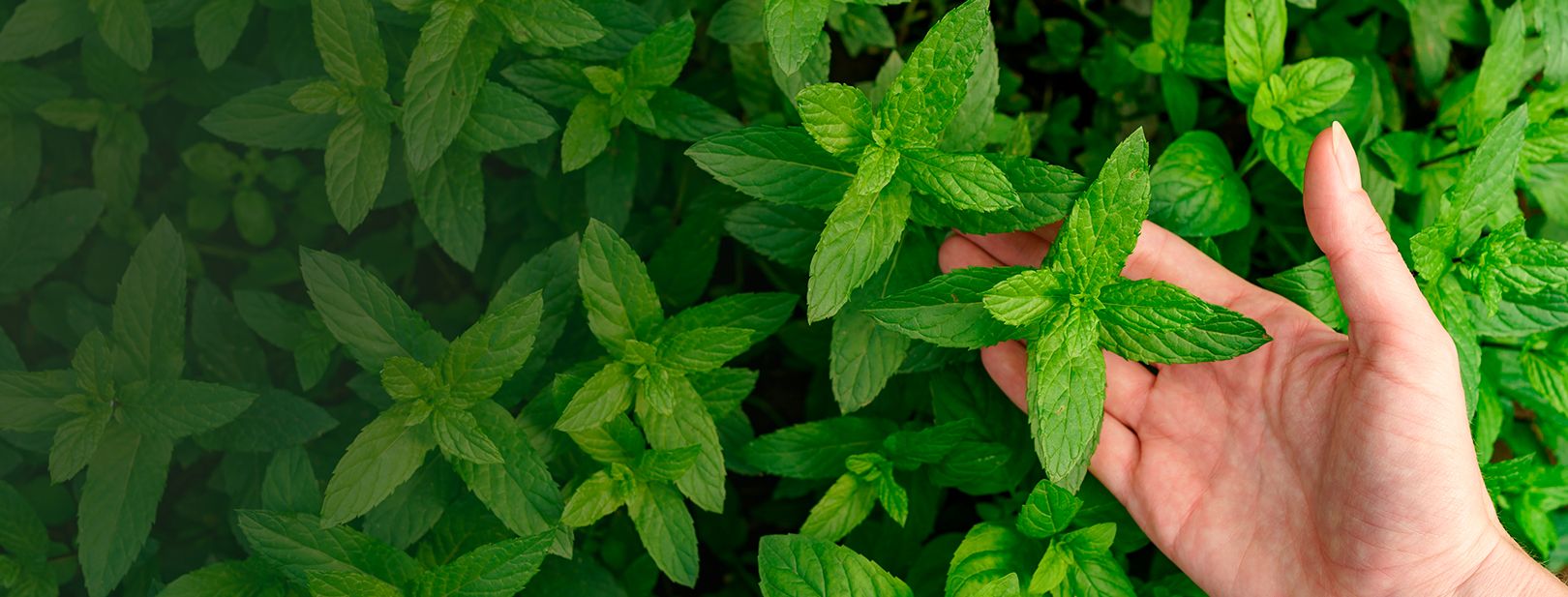Hand picking mint